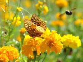 monarch, mooi vlinder fotografie, mooi vlinder Aan bloem, macro fotografie, mooi natuur foto