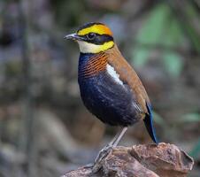 vogel fotografie, vogel afbeelding, meest mooi vogel fotografie, natuur fotografie foto