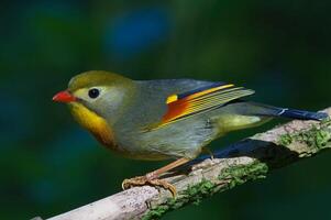 vogel fotografie, vogel afbeelding, meest mooi vogel fotografie, natuur fotografie foto