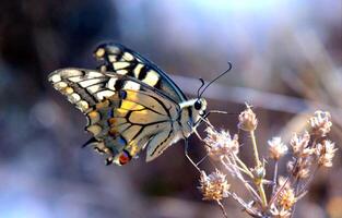 monarch, mooi vlinder fotografie, mooi vlinder Aan bloem, macro fotografie, mooi natuur foto