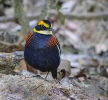 vogel fotografie, vogel afbeelding, meest mooi vogel fotografie, natuur fotografie foto