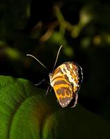 monarch, mooi vlinder fotografie, mooi vlinder Aan bloem, macro fotografie, mooi natuur foto