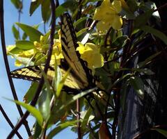 monarch, mooi vlinder fotografie, mooi vlinder Aan bloem, macro fotografie, mooi natuur foto