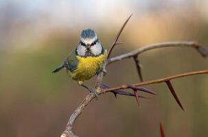 vogel fotografie, vogel afbeelding, meest mooi vogel fotografie, natuur fotografie foto