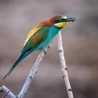 vogel fotografie, vogel afbeelding, meest mooi vogel fotografie, natuur fotografie foto