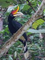 vogel fotografie, vogel afbeelding, meest mooi vogel fotografie, natuur fotografie foto