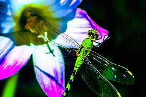 libel fotografie, detailopname schot van een libel in de natuurlijk milieu foto