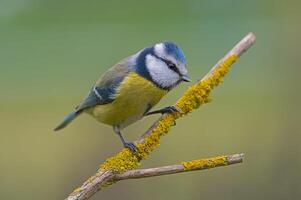 vogel fotografie, vogel afbeelding, meest mooi vogel fotografie, natuur fotografie foto