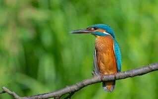 vogel fotografie, vogel afbeelding, meest mooi vogel fotografie, natuur fotografie foto