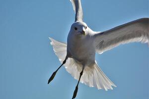 vogel fotografie, vogel afbeelding, meest mooi vogel fotografie, natuur fotografie foto