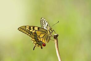 monarch, mooi vlinder fotografie, mooi vlinder Aan bloem, macro fotografie, mooi natuur foto