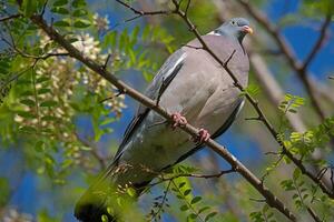 vogel fotografie, vogel afbeelding, meest mooi vogel fotografie, natuur fotografie foto