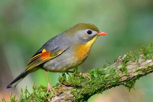 vogel fotografie, vogel afbeelding, meest mooi vogel fotografie, natuur fotografie foto