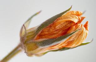 ai gegenereerd droog oranje bloem. een detailopname van de terug van een Open goudsbloem knop foto