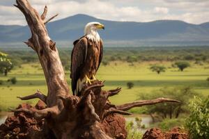 ai gegenereerd bevallig Afrikaanse vis adelaar neergestreken Aan Afdeling temidden van weelderig groen van safari landschap foto