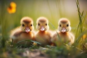 ai gegenereerd groep van schattig weinig eendjes spelen en verkennen in de groen met gras begroeid buitenshuis foto