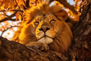 ai gegenereerd sereen zicht. majestueus leeuw resting onder de acacia boom in de enorm Afrikaanse savanne foto