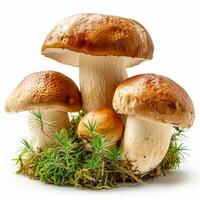 ai gegenereerd champignons resting Aan bemost grond foto