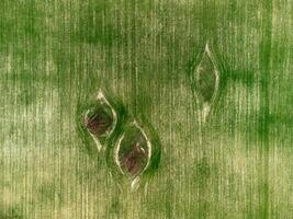 macht pylonen in groen veld. antenne visie Aan groen tarwe veld- met macht pylonen in platteland. veld- van tarwe blazen in de wind Aan zonsondergang. agronomie, industrie en voedsel productie. foto