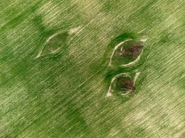 macht pylonen in groen veld. antenne visie Aan groen tarwe veld- met macht pylonen in platteland. veld- van tarwe blazen in de wind Aan zonsondergang. agronomie, industrie en voedsel productie. foto