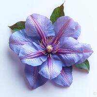 ai gegenereerd clematis bloem geïsoleerd Aan wit achtergrond met schaduw. Purper bloem zomertijd bloeien foto