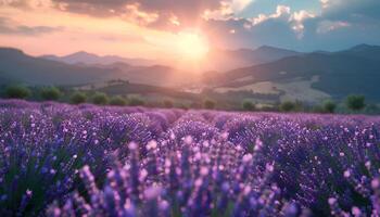 ai gegenereerd lavendel veld- Bij zonsondergang. detailopname van lavendel fabriek bloeiend onder de zon gedurende zomer. Purper bloemen van aromatisch fabriek lavendel. lavendel en zonsondergang foto