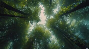 ai gegenereerd weelderig groen Woud gevulde met bomen foto