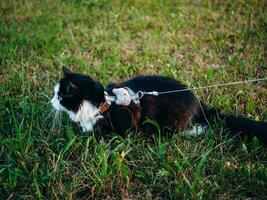 een zwart en wit huiselijk kat is buitenshuis, vervelend een harnas en riem, onder de toezicht van haar baasje, onderzoekt de met gras begroeid Oppervlakte. foto