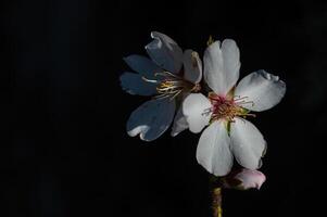 de bloem van de amandel boom dat bloei in de lente. detailopname schot. foto