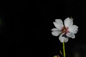de bloem van de amandel boom dat bloei in de lente. detailopname schot. foto