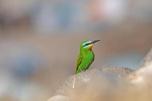 blauwwang bijeneter, merops persicus, Aan een steen. foto