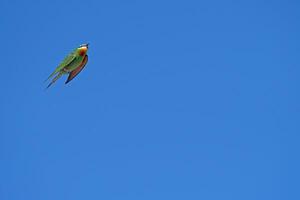 blauwwang bijeneter, merops persicus vliegend in de lucht. foto