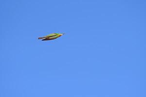 blauwwang bijeneter, merops persicus vliegend in de lucht. foto