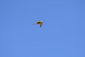 blauwwang bijeneter, merops persicus vliegend in de lucht. foto