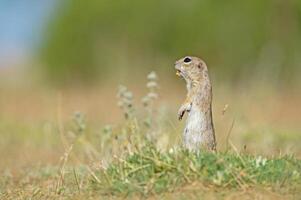 staand anatolisch souslik-grond eekhoorn spermophilus xanthoprymnus. foto