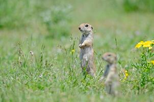 moeder grond eekhoorn en baby grond eekhoorn in voorgrond. schattig grappig dier grond eekhoorn. groen natuur achtergrond. foto