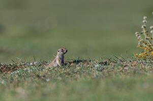 eekhoorn met een oog ziekte. anatolisch souslik, grond eekhoorn, spermophilus xanthoprymnus foto