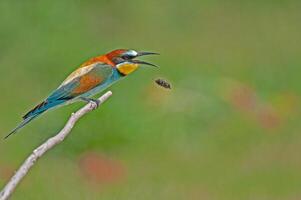 Europese bijeneter, merops apiaster Aan een Afdeling met pellets in haar mond. groen achtergrond. kleurrijk vogels. foto