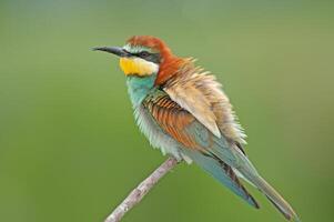 Europese bijeneters, merops apiaster Aan de Afdeling. groen achtergrond. kleurrijk vogels. foto