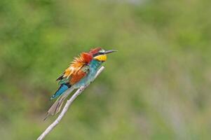 Europese bijeneters, merops apiaster Aan de Afdeling. groen achtergrond. kleurrijk vogels. foto