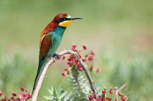 Europese bijeneters, merops apiaster Aan de Afdeling. groen achtergrond. kleurrijk vogels. foto