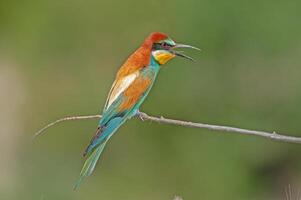 Europese bijeneters, merops apiaster Aan de Afdeling. groen achtergrond. kleurrijk vogels. foto