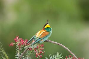 Europese bijeneter, merops apiaster, op zoek Bij de lucht. groen achtergrond. kleurrijk vogels. foto