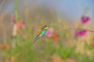 Europese bijeneter merops apiaster staand Aan een Afdeling. wazig gekleurd bloemen in de achtergrond. foto