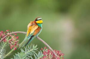 Europese bijeneters, merops apiaster Aan de Afdeling. groen achtergrond. kleurrijk vogels. foto