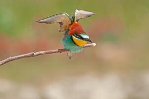 Europese bijeneters, merops apiaster Aan de Afdeling. groen achtergrond. kleurrijk vogels. foto