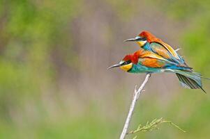 Europese bijeneters, merops apiaster Aan de Afdeling. groen achtergrond. kleurrijk vogels. foto