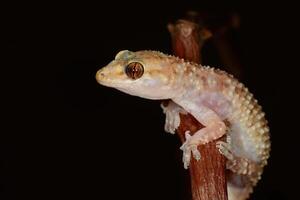 detailopname van hemidactylus turcicus Aan een Afdeling . foto