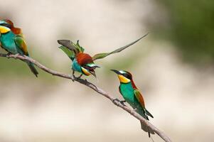 vechten Europese bijeneters, merops apiaster. groen achtergrond. kleurrijk vogels. foto