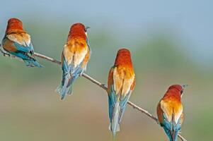 Europese bijeneters, merops apiaster Aan de Afdeling. groen achtergrond. kleurrijk vogels. terug detail. foto